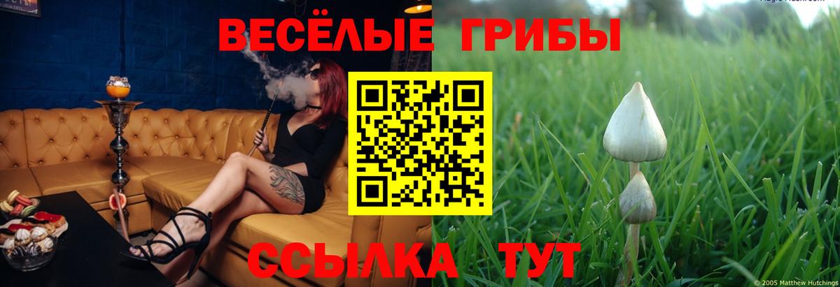 Галлюциногенные грибы Psilocybe  Вход с VPN  как найти   Бузулук 